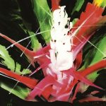 Das Bild Dschungelblüte von Manus Hüller