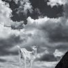 Das Bild »Geißendämmerung II« von Roland Wagner