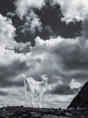 Das Bild »Geißendämmerung II« von Roland Wagner