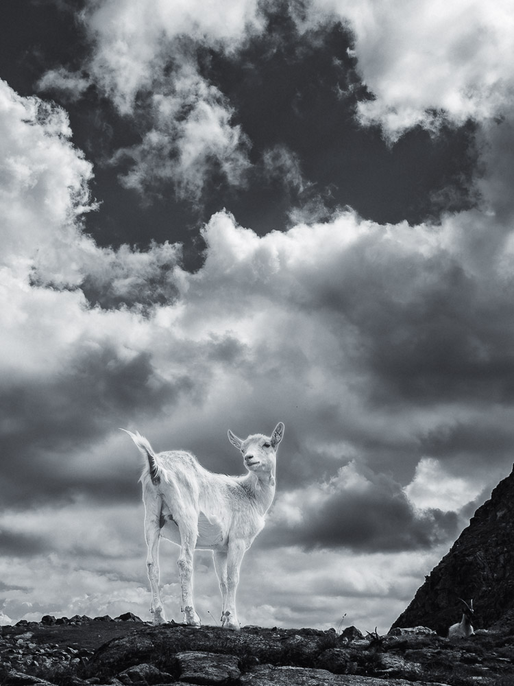 Das Bild »Geißendämmerung II« von Roland Wagner