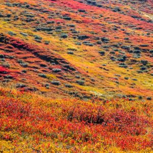Herbst/Wiese Das Bild »Herbst« von Roland Wagner