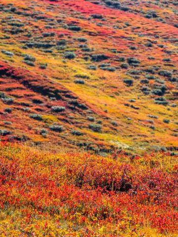 Das Bild »Herbst« von Roland Wagner