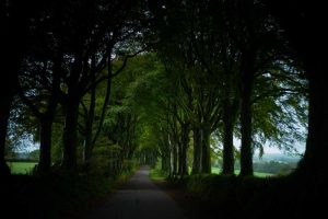 Das Bild Station Road von James Murray