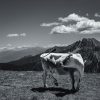 Das Bild »Tanzkuh« von Roland Wagner