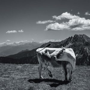 Das Bild »Tanzkuh« von Roland Wagner