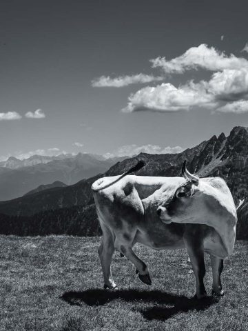 Das Bild »Tanzkuh« von Roland Wagner