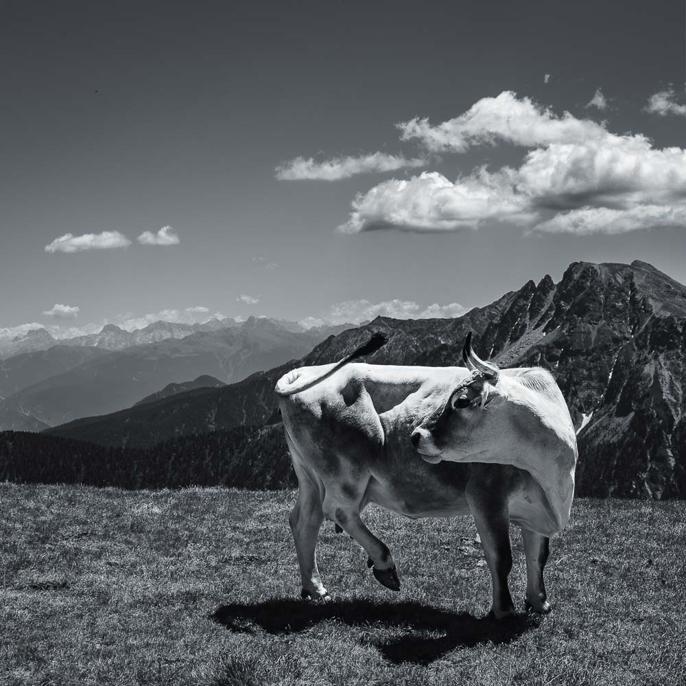 Das Bild »Tanzkuh« von Roland Wagner